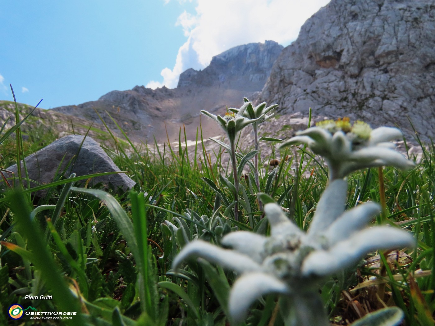 48 Leontopodium alpinum (Stella alpina) con vista in Arera.JPG